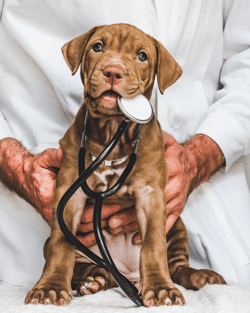 how to find a great veterinarian