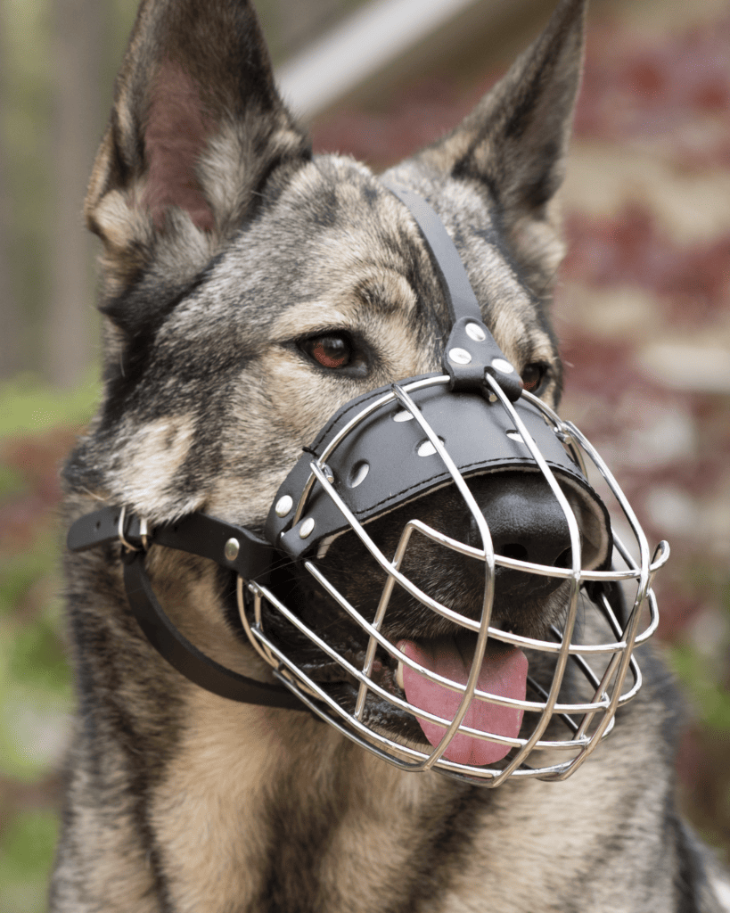 understanding muzzle stigma 4